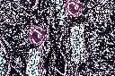 SAAM-072c, Terra Incognita (Uncharted Land), 2026.webp