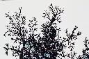 SAAM-074c,.webp
