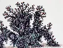 SAAM-075c,.webp
