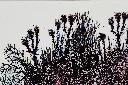 SAAM-076c,.webp