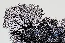 SAAM-078c,.webp