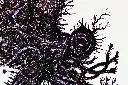SAAM-079c,.webp